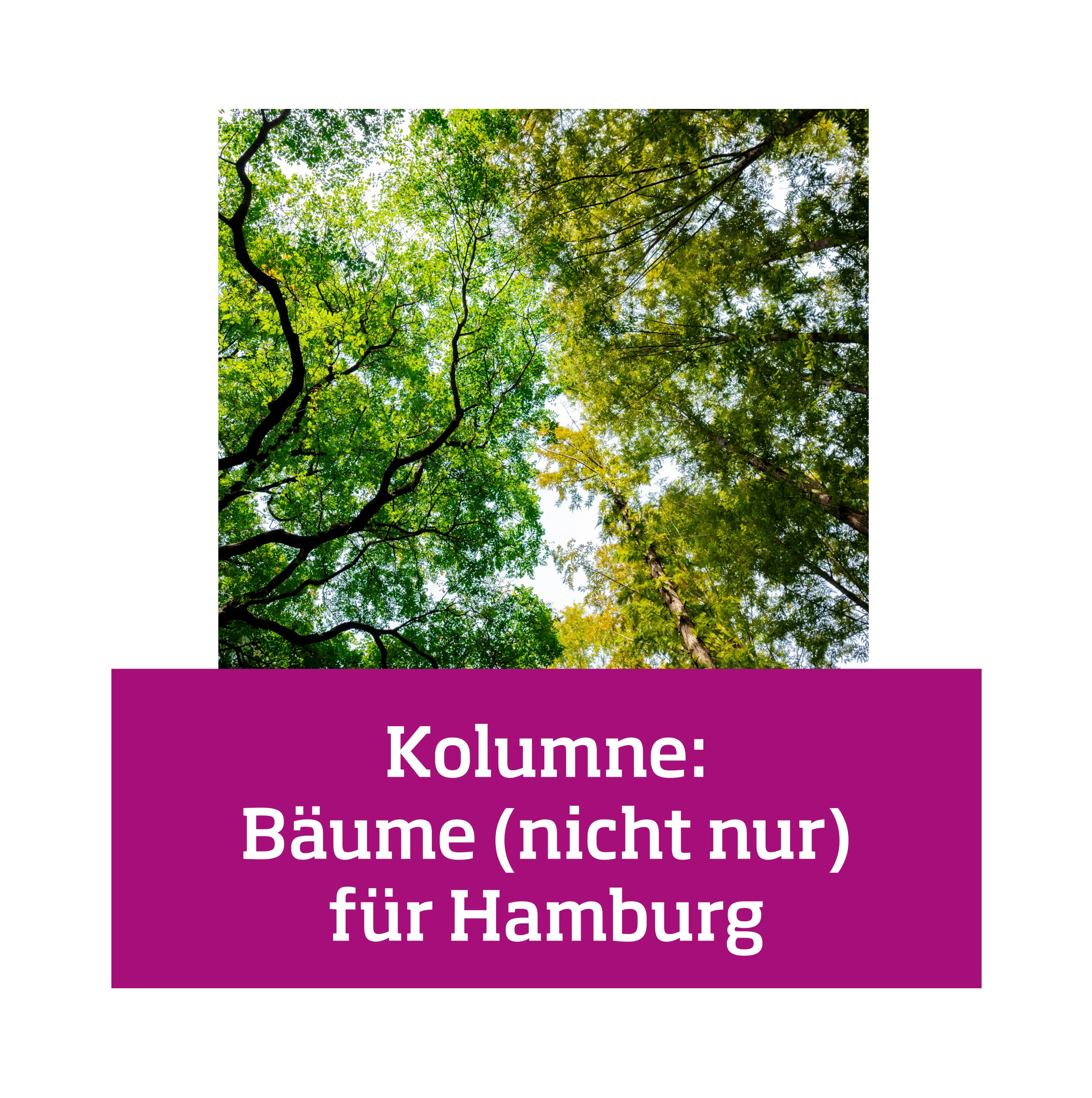 2603 LLRKNG Blog Kachel Baeume scaled